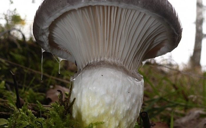 Gomphidius glutinosus este o ciupercă comuna de pădure care concentrează cesiu-137 radioactiv