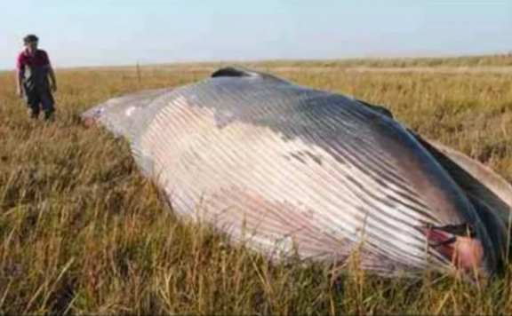 Imagine de pe YouTube infatisand cadavrul balenei in iarba, la aproximativ 1 km de coasta (The Epoch Times)