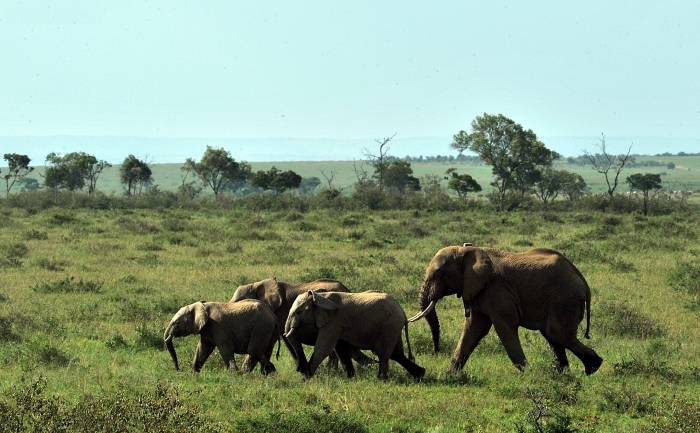 O familie de elefanti alearga in rezervatia naturala kenyana Maasai Mara.