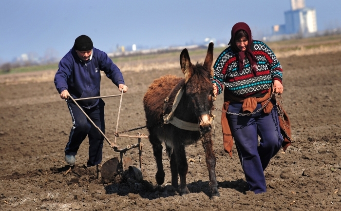 Familie de români care muncesc în agricultură.