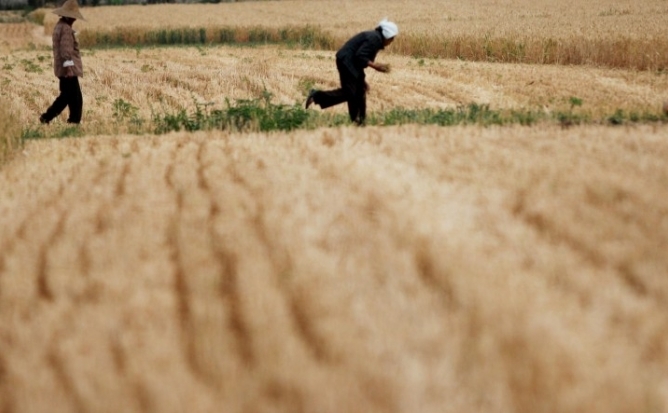 Fermieri intr-un lan de grau din provincia Anhui. conform unui analist de la Academia Chineza de Agricultura, o sesime din campurile Chinei sunt contaminate cu metale grele