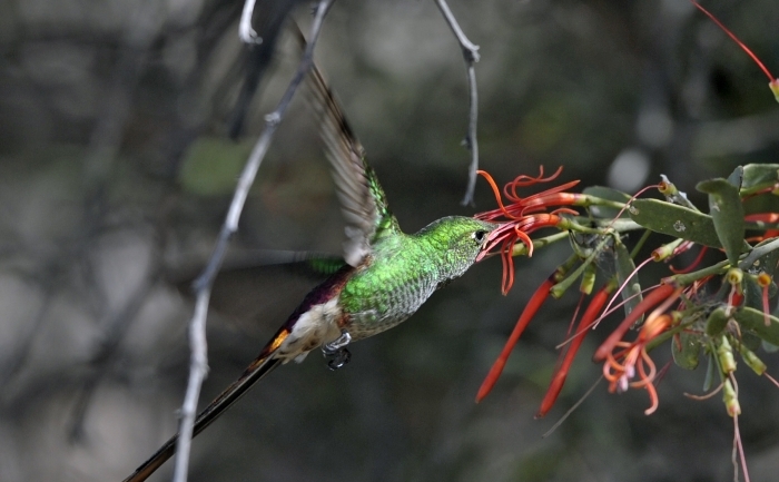 O pasare colibri in apropiere de barajul Cabra Corral din Salta, Argentina. (JUAN MABROMATA / AFP / Getty Images)