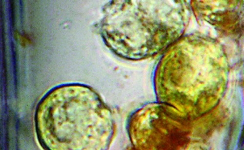 Cercetătorii au descoperit procariote despre care se crede că au fost în viaţă timp de 34.000 ani