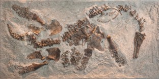 O fosilă a unui plesiosaur este găsită cu un fetus, sugerând că plesiosaurii au dat naştere la pui vii în loc de ouă