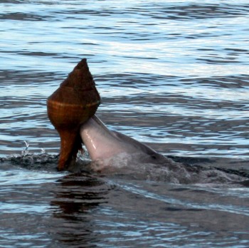 S-a observat că delfinii din Australia scot scoici mari din apă pentru a se hrăni