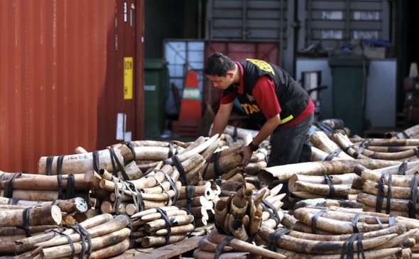 Grăniceri malaezieni examinează două tone de fildeş capturate în West Port în Kalang, 5 septembrie 2011. Aproximativ 700 de colţi de elefant au fost sechestraţi şi se îndreptau spre China (STR / AFP / Getty Images)