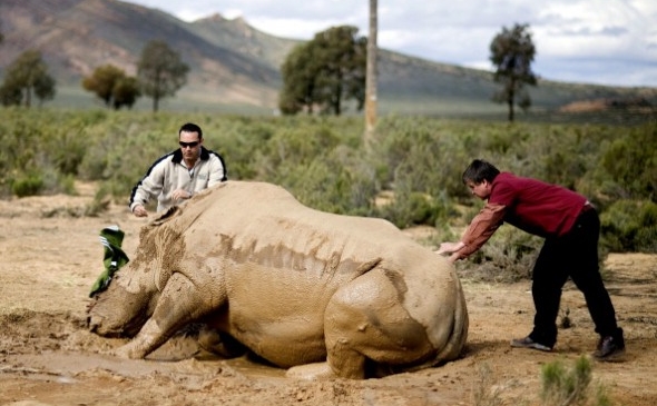 Rinocer rănit de braconieri în Aquila Game Reserve, 160 km nord de Cape Town, 22 august 2011.