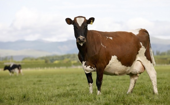 Vaci de lapte la o fermă de lângă Ashburton, Noua Zeelandă. Tribunalul Superior s-a opus iniţiativei guvernamentale de a vinde ferme neo zeelandeze către compania Shanghai Pengxin.