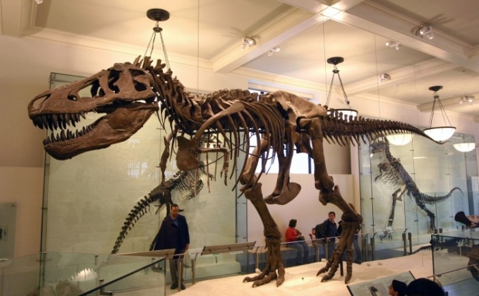 Un schelet de Tyrannosaurus Rex, de la Muzeul American de Istorie Naturală.