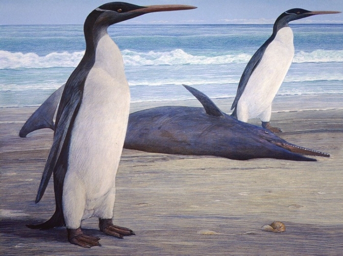 Ilustraţie înfăţişând doi pinguini Kairuku pe lângă un delfin Waipatia
