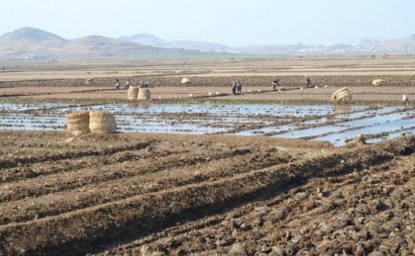 Fermierii la muncă aproape de oraşul-port Nampo în Coreea de Nord, aprilie 2011. SUA şi Coreea de Nord au anunţat pe 29 februarie că Phenianul ar opri testarea nucleară pentru a primi ajutor alimentar