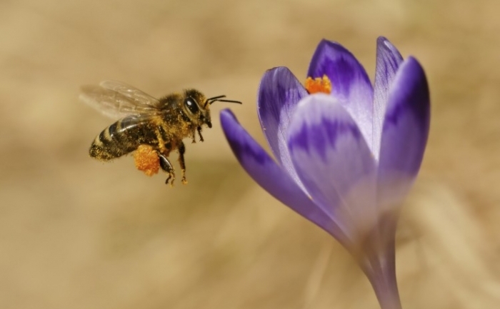 Oamenii de ştiinţă au descoperit că albinele provenite din colonii ale căror regine aveau mai mulţi parteneri -  erau dotate cu bacterii mai benefice decât cele provenite din colonii în care reginele aveau un singur partener