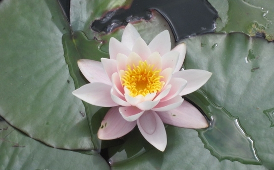 . (Maria Baciu / Epoch Times)