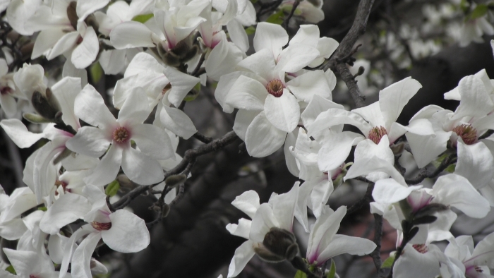 Magnolia stelată