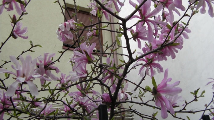 Magnolia stelata roz