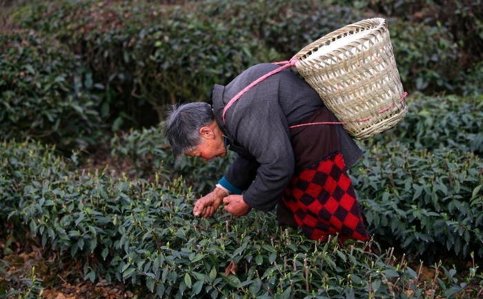 Un fermier chinez culege frunze proaspete de ceai. În ceaiurile chinezeşti au fost găsite în jur de 30 de tipuri de pesticide.