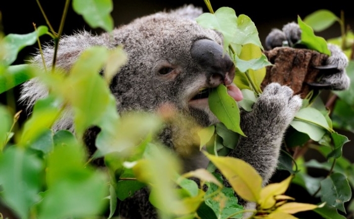 Un ursuleţ koala hrănindu-se cu frunze într-o grădină zoologică din Sydney, 23 aprilie 2012