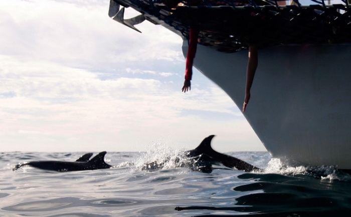 O coaliţie care include triburile native americane, Earthjustice, precum şi Consiliul de Apărare a resurselor naturale, este în căutarea unei protecţii mai mari pentru delfini, balene, şi alte animale marine, care migrează din cauza utilizării sonarelor în antrenamentele efectuate de către Marina USA de pe Coasta de Vest. (David McNew / Getty Images)
