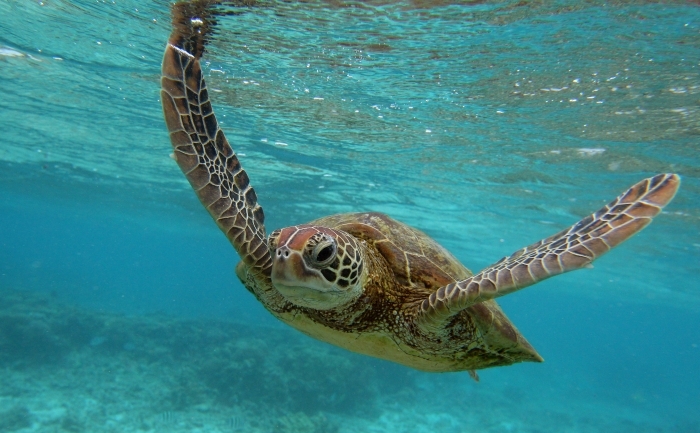 Broască ţestoasă de mare, Australia