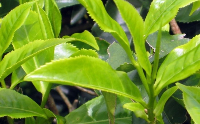 Frunzele de ceai au evoluat odată cu civilizaţia chineză, pentru a deveni în prezent o emblemă importantă a culturii chineze.