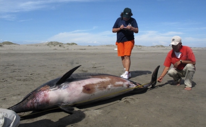 Experţii măsoară un delfin mort întins pe o plajă de pe coasta de nord a Peru, pe 27 martie.