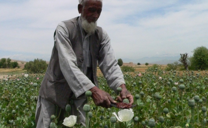 Afgan colectând mac în Mamoond Spin Ghar, provincia Nangarhar (Noorullah Shirzada / AFP / GettyImages)