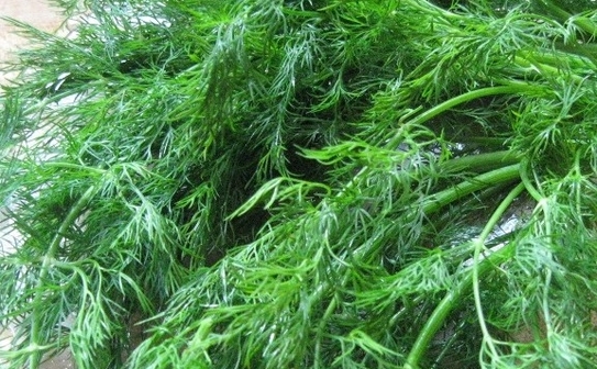 Mărarul proaspăt este adesea trecut cu vederea, dar poate fi adăugat la branza de vaci, salata de cartofi, crema de branză, supa de roşii, şi salata. (Maureen Zebian / The Epoch Times)