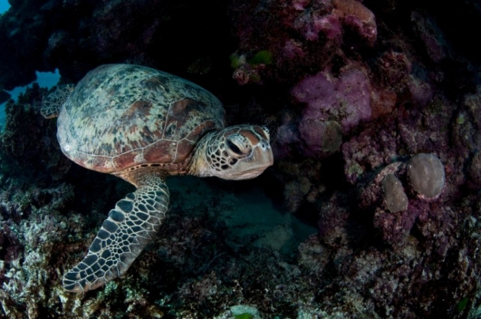În apele australiene există şapte specii de broaşte ţestoase (Ed Roberts)