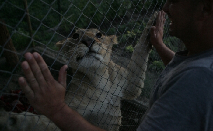 Patru leoaice au fost transferate la o rezervaţie din Africa de Sud FOTO: Vier Pfoten