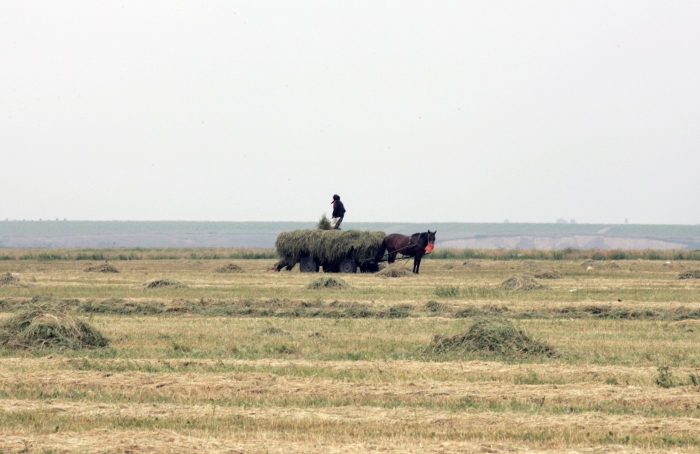 Ţărani pe câmp la seceriş (Epoch Times România)