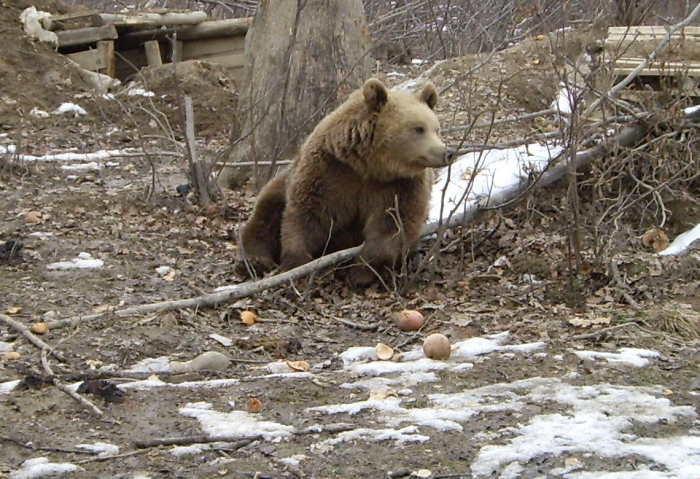 Urşi în rezervaţia de la Zărneşti.