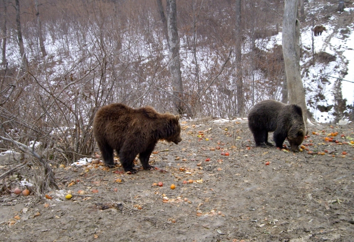 Urşi în rezervaţia din Zărneşti