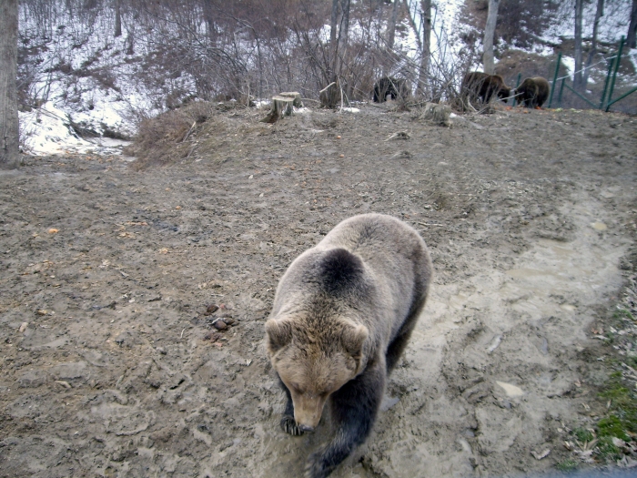 Urşi în rezervaţia din Zărneşti (Epoch Times România)