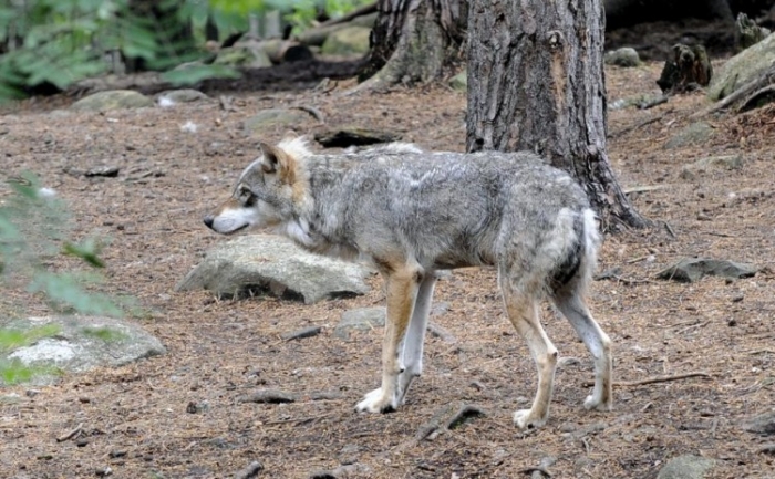Lup în parcul ecologic Kolmarden din Suedia. O femeie a fost atacată de lupi în luna iunie în Suedia