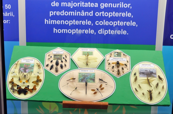 Muzeul de Ştiinţe Naturale din Craiova, expoziţie de paleontologie, insecte, păsări şi animale din diverse areale.