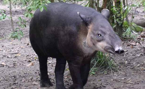 Tapir (wikipedia)