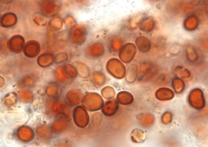 Probele de ploaie rosii conţin o suspensie groasă de celule care nu au ADN şi pot proveni din fragmente de comete (Godfrey Louis / CUSAT)
