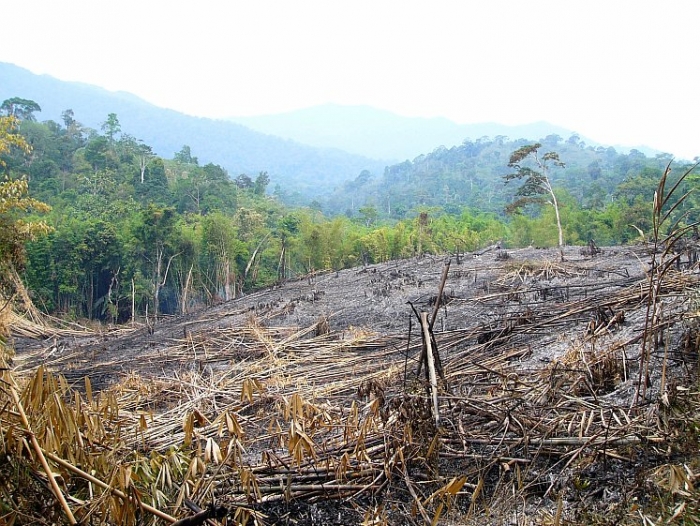 Păduri tropicale distruse în Borneo, Malaezia (Courtesy of Karl Eduard Linsenmair)