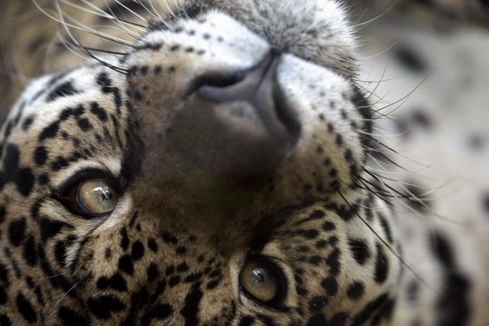 Jaguarii sunt pe cale de dispariţie în pădurea amazoniană