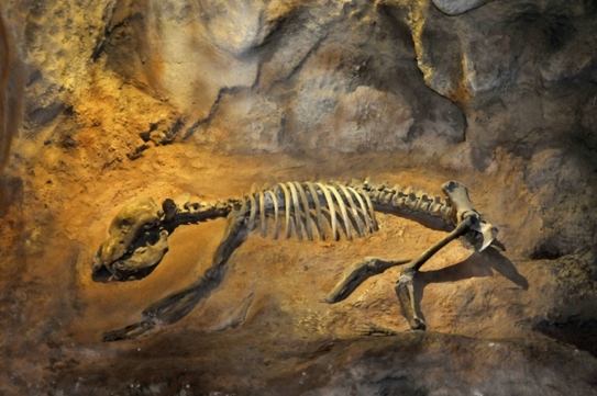 Muzeul de Ştiinţe Naturale din Craiova, expoziţie de paleontologie, insecte, păsări şi animale din diverse areale. (Epoch Times România)