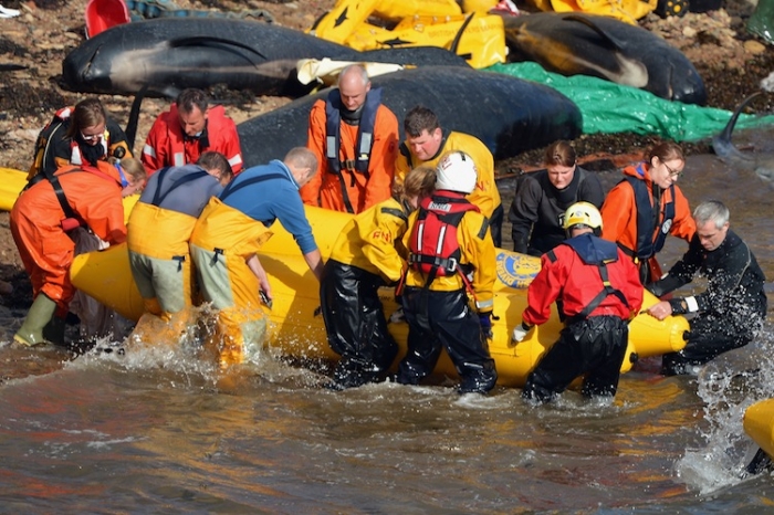 Echipele încercând să salveze un mare număr de balene eşuate pe o plajă de lângă St. Andrews, Scoţia