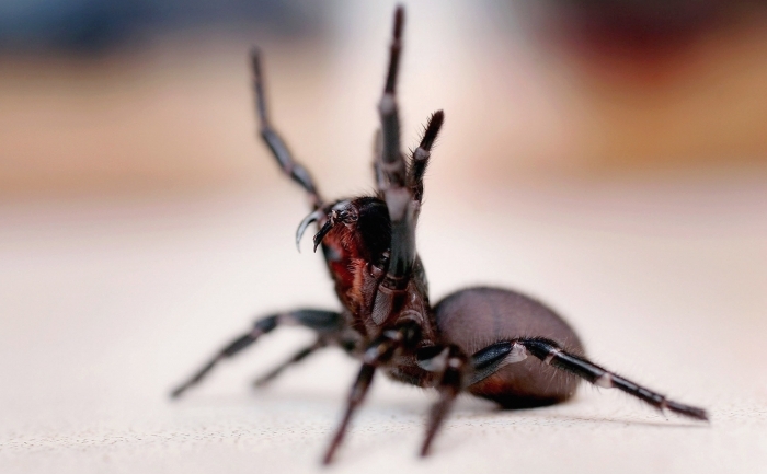 Cel mai veninos păianjen din lume, păianjenul pâlnie. (Ian Waldie / Getty Images)