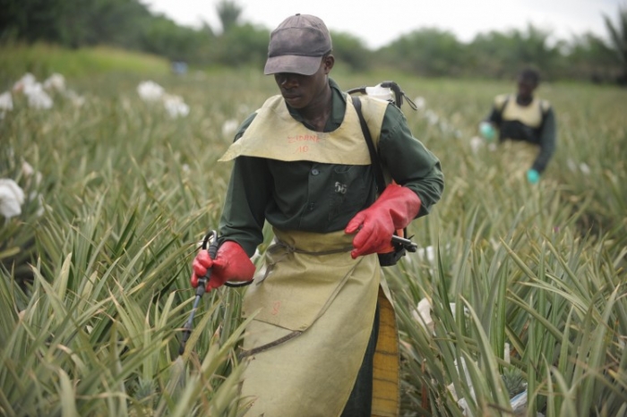 Pesticide folosite pe o plantaţie (Issouf Sanogo / AFP / Getty Images)