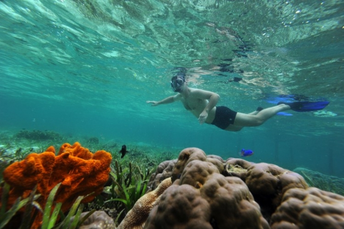 Recif de corali (Romeo Gacad / AFP / Getty Images)