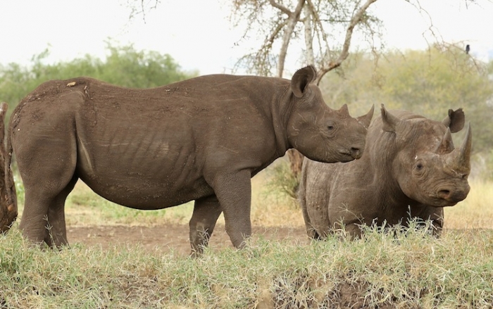 Rinoceri în Mkomazi, Tanzania.