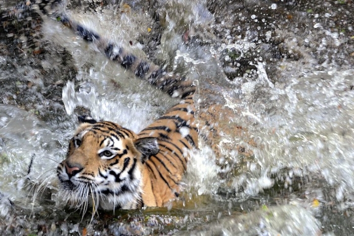 Tigru bengalez la Grădina Zoologică Nehru, Hyderabad