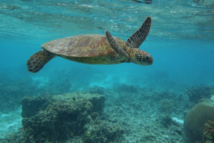 O ţestoasă înoată lângă Insula Lady Elliot, Australia