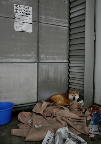 Un câine vagabond stă sub un anunţ pe care scrie - “Vom avea grijă de câinele dumneavoastră” şi “Vă rugăm sunaţi la numărul de mai jos” – şi care a fost lipit în faţa unui adăpost din Koryama, prefectura Fukushima, 21 martie 2011.