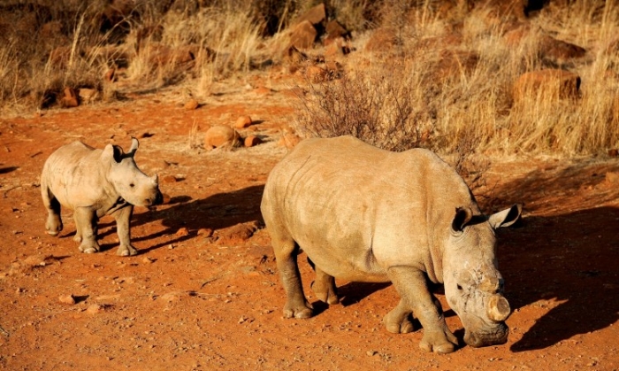 Rinoceri cu cornul tăiat pentru a-i proteja de braconieri, Africa de Sud