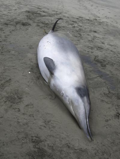 Balene-spadă, extrem de rare, eşuate pe coastele din Noua Zeelandă